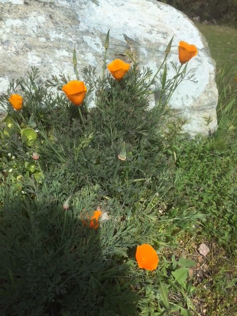 The Poppies are Blooming