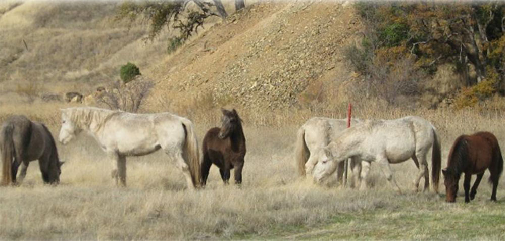 The Robinson Creek Ponies