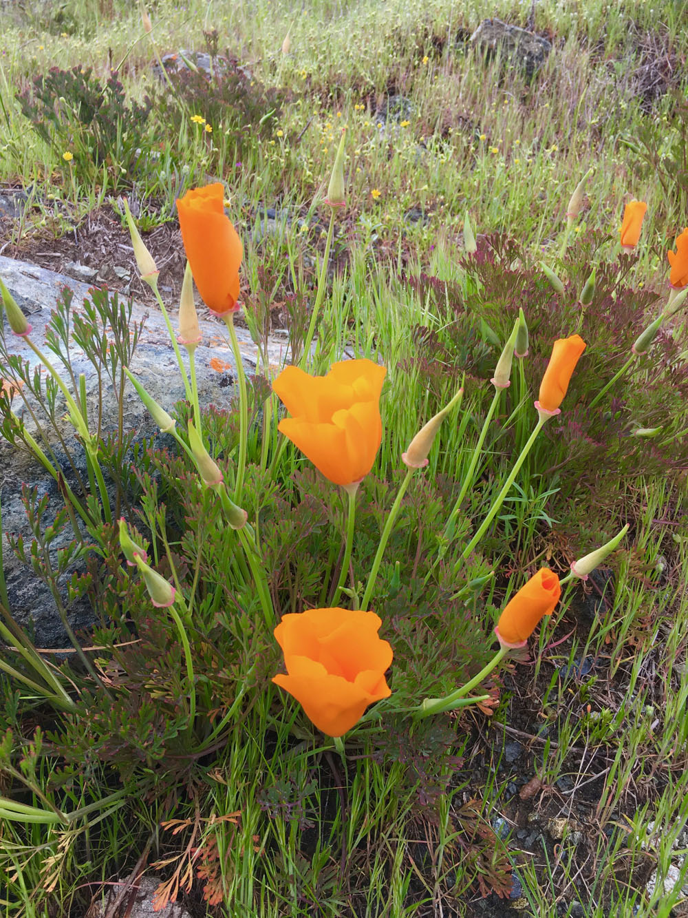 Wildflower Heaven!