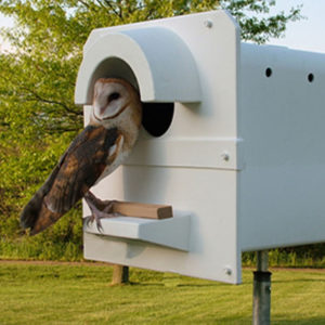 owl-box-pole-model-300x300